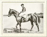 War Admiral