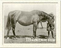 Wakeful as an elderly broodmare